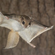 Flying Squirrel