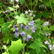 Sharon Woods Gorge State Nature Preserve