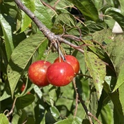 Hortulan Plum (Prunus Hortulana)