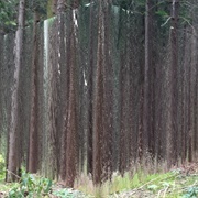 A Passive Rip in Time