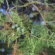 Persian Juniper (Juniperus Polycarpos)