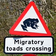 Migratory Toad Crossing