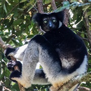 Indri