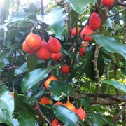 New Zealand Passionflower (Passiflora Tetrandra)