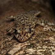 Scawfell Island Leaf-Tailed Gecko