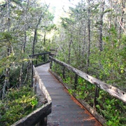 Pygmy Forest Trail