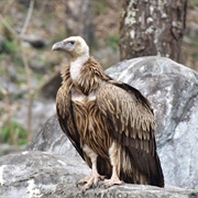 Himalayan Griffon Vulture
