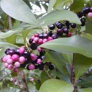 Shoebutton Ardisia (Ardisia Elliptica)