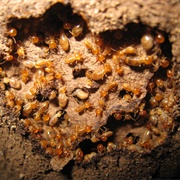 A Colony of Termites