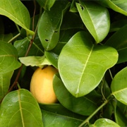 Water Lemon (Passiflora Laurifolia)