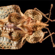 Lace Bug