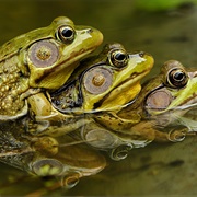 A Knot of Frogs