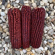 Red Maize