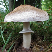 Agaricus Langei