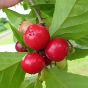 Lovi-Lovi (Flacourtia Inermis)