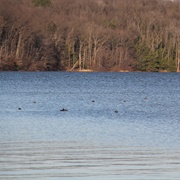 Yellow Creek State Forest