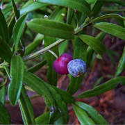East African Yellowwood (Podocarpus Milanjianus)