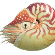 Chambered Nautilus