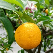 Volkamer Lemon