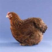 Partridge Cochin Bantam