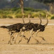 A Wobble of Ostrich