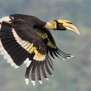 Great Indian Hornbill