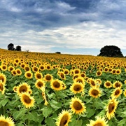 Grinter Sunflower Farms