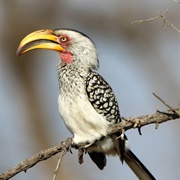 Yellow Billed Hornbill