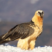 Bearded Vulture