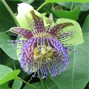 Sweet Calabash (Passiflora Maliformis)