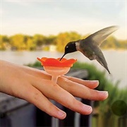 Hummingbird Finger Feeder