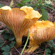 Cantharellus Spectaculus