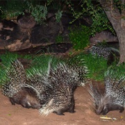 A Prickle of Porcupines