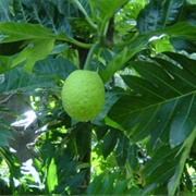 Cempedak Air (Artocarpus Teysmannii)