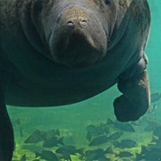 Ellie Schiller Homosassa Springs Wildlife State Park