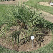 Broom Jelly Palm (Butia Pubispatha)