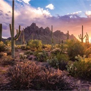 Pablo Valencia  Lost  Sonoran Desert Arizona