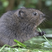 Vole