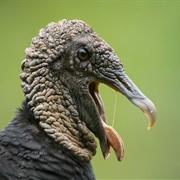 Vulture