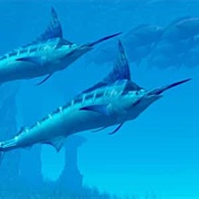 A Flotilla of Swordfish