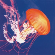 Pauline Oliveros - Primordial Lift