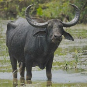 Wild Water Buffalo
