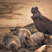 A Harem of Seals