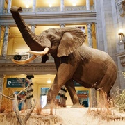 Visit a Natural History Museum