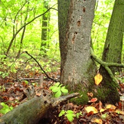 Euclid Creek Reservation