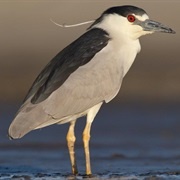 Black Crowned Night Heron