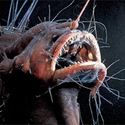 Angler Fish