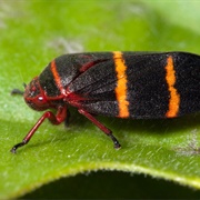 Two-Lined Froghopper