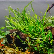 Narrow Leaf Java Fern