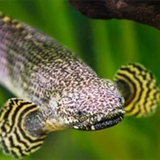 Ornate Bichir